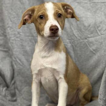 Rescue Mixed Breed Dogs for Adoption in Harrisburg, North Carolina - Benedict Bridgerton (CONC-A-8835) | PetCurious