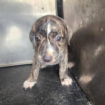Megan -  Pit Bull Terrier Dog for Adoption in Birmingham, Alabama - Megan | PetCurious