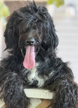 Cloud -  Labradoodle and Bernese Mountain Dog Dog for Adoption in Jamesville, New York - Cloud | PetCurious