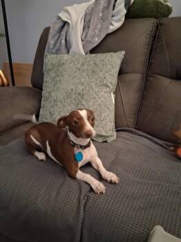 Rescue Chihuahua and Mixed Breed Dogs for Adoption in Center Square, Pennsylvania - Wilma | PetCurious