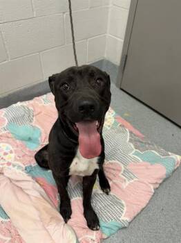 PABLO -  Labrador Retriever and American Staffordshire Terrier Dog for Adoption in Indianapolis, Indiana - PABLO | PetCurious