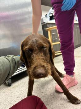 Fox Terrier Dogs Available for Adoption - Hershey | PetCurious