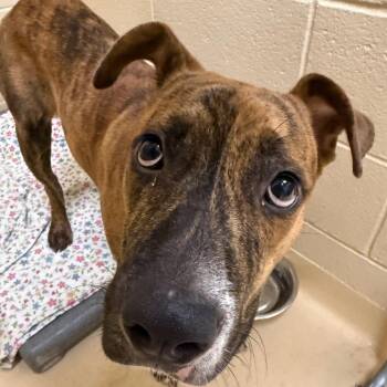 Beasley -  Mixed Breed Dog for Adoption in Winston-salem, North Carolina - Beasley | PetCurious