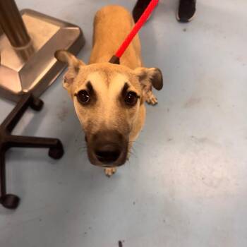 Mixed Breed Dogs Available for Adoption in Brockton, Massachusetts - Trixie | PetCurious