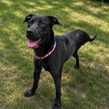 Willow -  Mixed Breed Dog for Adoption in Conway, New Hampshire - Willow | PetCurious
