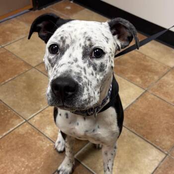 FWT Pepper -  Pit Bull Terrier and Mixed Breed Dog for Adoption in Midland, Texas - FWT Pepper | PetCurious