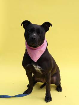 Rescue Pit Bull Terrier Dogs for Adoption in Islip Terrace, New York - Storm | PetCurious