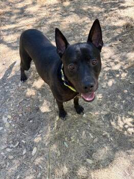 Deputy dawg -  Australian Kelpie Dog for Adoption in Sonora, California - Deputy Dawg | PetCurious