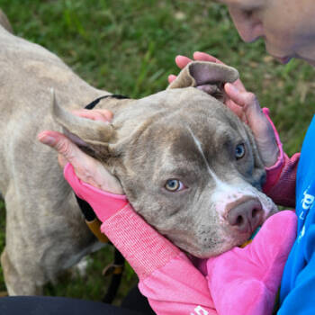 Rescue Mixed Breed Dogs for Adoption in Atlanta, Georgia - Stetson | PetCurious