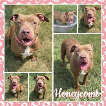 Honeycomb -  Pit Bull Terrier Dog for Adoption in Fort Smith, Arkansas - Honeycomb | PetCurious