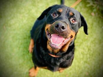 Rescue Rottweiler Dogs for Adoption in Orlando, Florida - GRAY | PetCurious