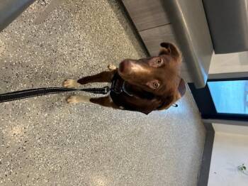 Rescue Border Collie Dogs for Adoption in Redondo Beach, California - Brody | PetCurious