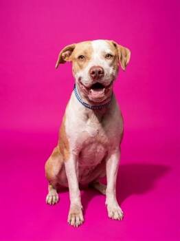 ROCKO -  Mixed Breed Dog for Adoption in Jacksonville, Florida - ROCKO | PetCurious
