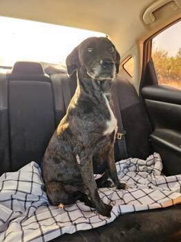 Rescue Australian Cattle Dog Blue Heeler and Catahoula Leopard Dog Dogs for Adoption in Paramus, New Jersey - Violet | PetCurious