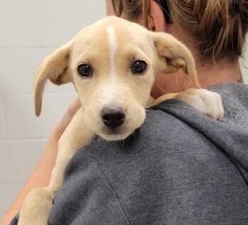 South Dakota -  Mixed Breed Dog for Adoption in Chillicothe, Ohio - South Dakota | PetCurious