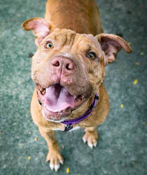 Rescue Pit Bull Terrier and American Staffordshire Terrier Dogs for Adoption in Detroit, Michigan - Manny | PetCurious