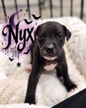 Nyx -  Golden Retriever and Black Labrador Retriever Dog for Adoption in Grand Bay, Alabama - Nyx | PetCurious