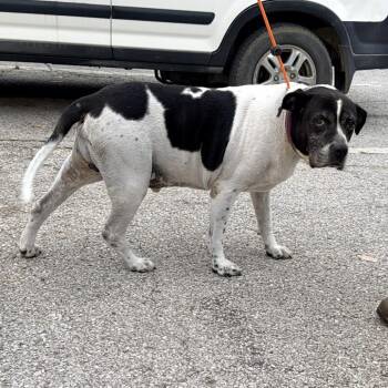 Toby -  Mixed Breed Dog for Adoption in Warrensburg, Missouri - Toby | PetCurious