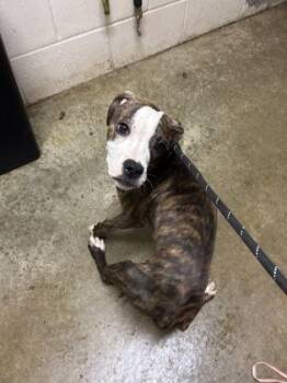 Pit Bull Terrier and Labrador Retriever Dogs Available for Adoption - Sadie | PetCurious