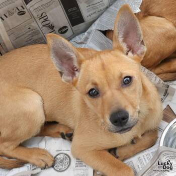 Shepherd and Terrier Dogs Available for Adoption in Washington, District Of Columbia - Wynne | PetCurious