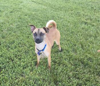 Ryker -  Chihuahua Dog for Adoption in Jamestown, North Dakota - Ryker | PetCurious