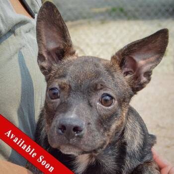Kenmore -  Boston Terrier and Dachshund Dog for Adoption in Huntley, Illinois - Kenmore | PetCurious
