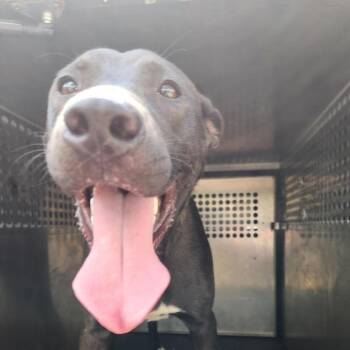 Anthony -  Pit Bull Terrier and Mixed Breed Dog for Adoption in Birmingham, Alabama - Anthony | PetCurious