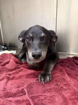 German Shepherd Dog and Mixed Breed Dogs Available for Adoption in Westland, Michigan - Chloe | PetCurious