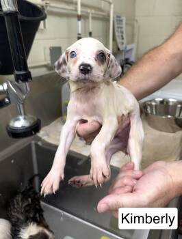Kimberly -  Australian Shepherd Dog for Adoption in Blue Springs, Missouri - Kimberly | PetCurious