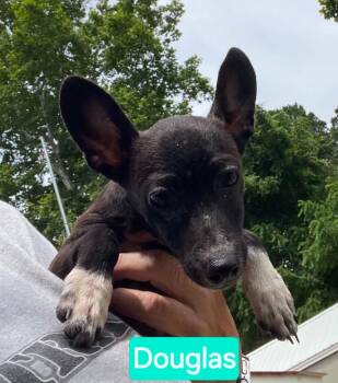 Douglas -  Chihuahua and Miniature Pinscher Dog for Adoption in Mena, Arkansas - Douglas | PetCurious