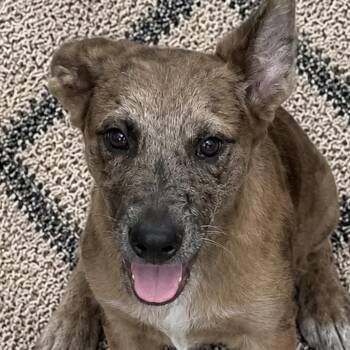 Millie, sweet and cuddly -  Mixed Breed and Australian Cattle Dog Blue Heeler Dog for Adoption in Houston, Texas - Millie, Sweet And Cuddly | PetCurious