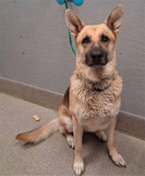 RAYNE -  German Shepherd Dog Dog for Adoption in Las Vegas, Nevada - RAYNE | PetCurious