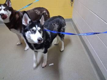 Rescue Siberian Husky and Mixed Breed Dogs for Adoption in Colorado Springs, Colorado - DELILAH | PetCurious