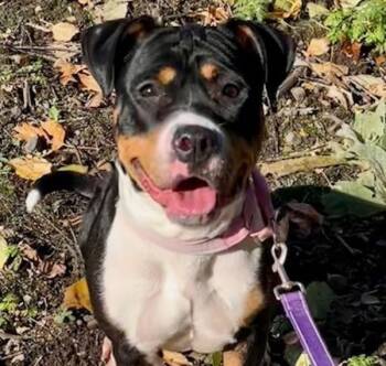 Rescue Pit Bull Terrier and Beagle Dogs for Adoption in Troutdale, Oregon - Marsha (finder) | PetCurious