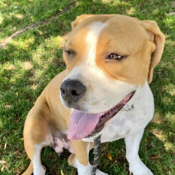 Rescue Boxer and American Staffordshire Terrier Dogs for Adoption in San Juan Capistrano, California - Millie | PetCurious