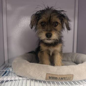 Chloe -  Yorkshire Terrier Dog for Adoption in Baton Rouge, Louisiana - Chloe | PetCurious