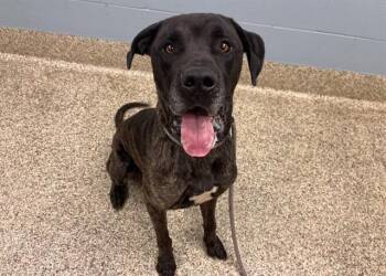 KONA -  Mastiff and Mixed Breed Dog for Adoption in Colorado Springs, Colorado - KONA | PetCurious