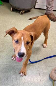 Hound -  Hound and Great Dane Dog for Adoption in Danielsville, Georgia - Hound | PetCurious