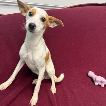 Olive -  Chihuahua Dog for Adoption in Houston, Texas - Olive | PetCurious