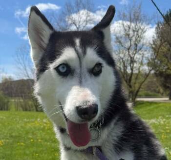 Husky Dogs Available for Adoption in Olean, New York - Maya | PetCurious