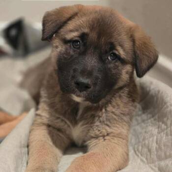 Shepherd and Hound Dogs Available for Adoption - Fezz D10491 - Arriving 3/7 | PetCurious