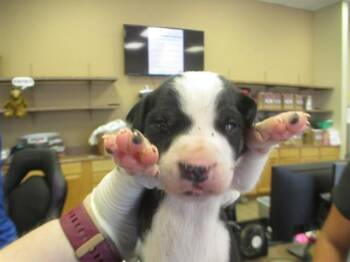 OREO -  Husky Dog for Adoption in Ocala, Florida - OREO | PetCurious