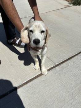Beagle and Mixed Breed Dogs Available for Adoption - 60069058 | PetCurious