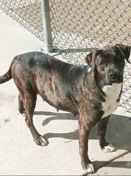 Broulee -  Boxer and Labrador Retriever Dog for Adoption in Aurora, Illinois - Broulee | PetCurious