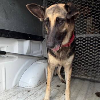 Matilda -  German Shepherd Dog Dog for Adoption in Edinburg, Texas - Matilda | PetCurious