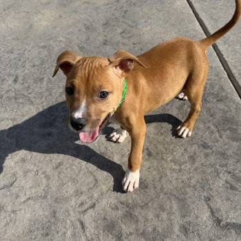 Rescue Hound Dogs for Adoption in Rock Hill, South Carolina - Shadow Master | PetCurious