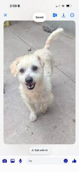 Bowie -  Poodle and West Highland White Terrier Westie Dog for Adoption in San Diego, California - Bowie | PetCurious