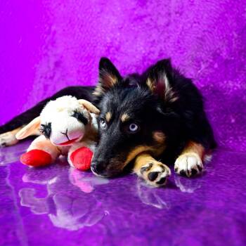 Keena -  Collie Dog for Adoption in York, Pennsylvania - Keena | PetCurious