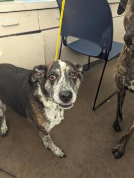 DUFFY -  Mixed Breed Dog for Adoption in Dallas, Texas - DUFFY | PetCurious