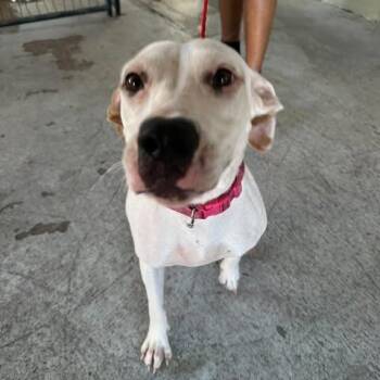 Sasie 26-09-026 -  Pit Bull Terrier and Mixed Breed Dog for Adoption in Bastrop, Texas - Sasie 26-09-026 | PetCurious